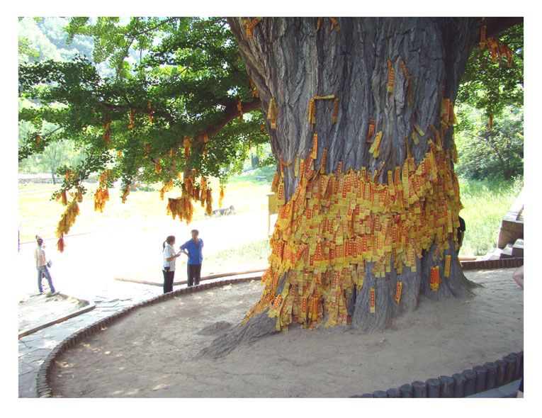 铁松养生之洞天福地——千年银杏树